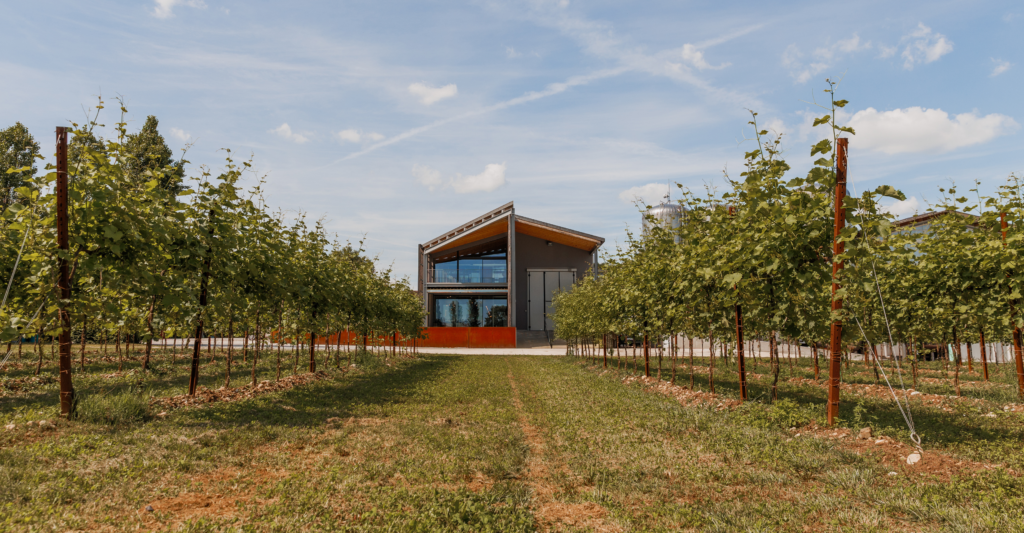 Alt = 45 anni di Cantina Pizzolato